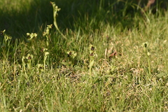 Ophrys bombyliflora