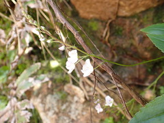Veronica lanceolata