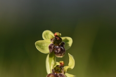 Ophrys bombyliflora