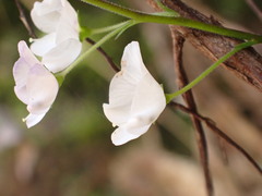 Veronica lanceolata