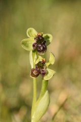 Ophrys bombyliflora