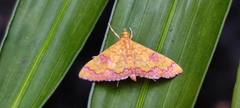 Isocentris filalis