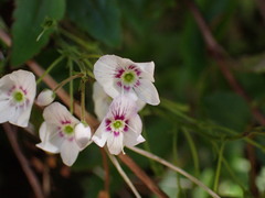 Veronica lanceolata