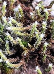 Hedwigia ciliata