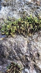 Hedwigia ciliata