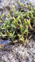 Hedwigia ciliata
