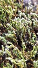 Hedwigia ciliata
