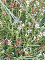 Crassula dependens