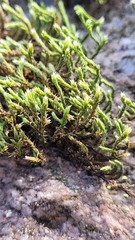 Hedwigia ciliata