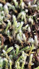 Hedwigia ciliata