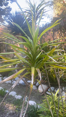 Yucca gigantea