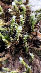 Hedwigia ciliata