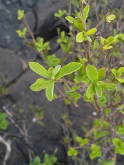 Diospyros lycioides lycioides