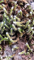 Hedwigia ciliata