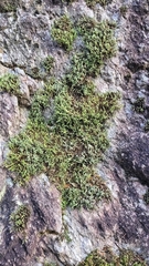 Hedwigia ciliata