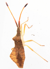 Syromastus rhombeus