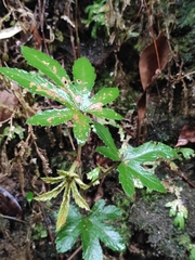 Rubus reflexus lanceolobus