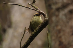 Aphrastura spinicauda