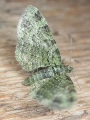 Pasiphila rectangulata