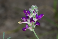 Dalea pogonathera