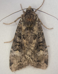 Anaplectoides prasina