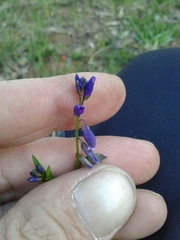 Polygala vulgaris