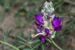 Dalea pogonathera