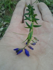 Polygala vulgaris