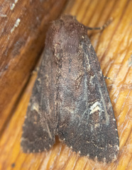 Apamea cogitata