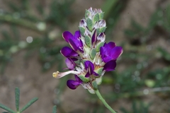 Dalea pogonathera