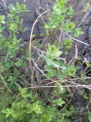 Pseudopegolettia tenella