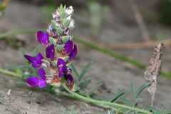 Dalea pogonathera