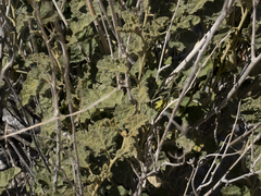 Sphaeralcea ambigua rosacea