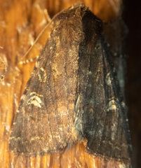 Apamea cogitata