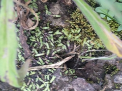 Plagiochasma rupestre