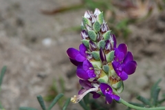Dalea pogonathera