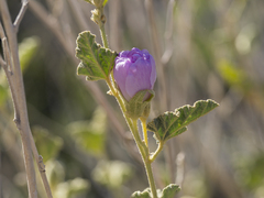 Sphaeralcea ambigua rosacea