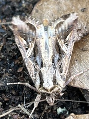Spodoptera pulchella