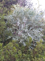 Cussonia paniculata