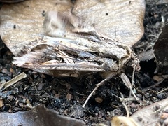 Spodoptera pulchella