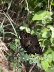 Ephyriades brunnea