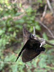 Ephyriades brunnea