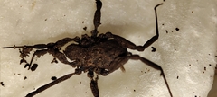 Dicranolasmatidae