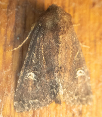 Apamea cogitata