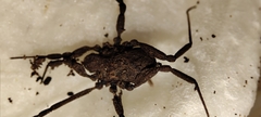 Dicranolasmatidae