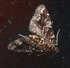 Elophila responsalis