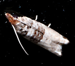 Spilonota constrictana