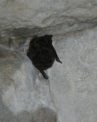 Barbastella barbastellus