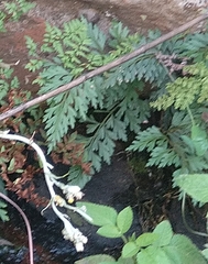 Asplenium aethiopicum