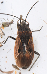 Rhyparochromus